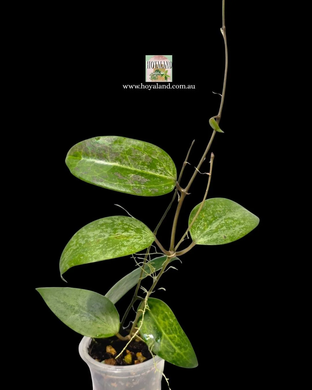 Hoya aurora (5).jpg