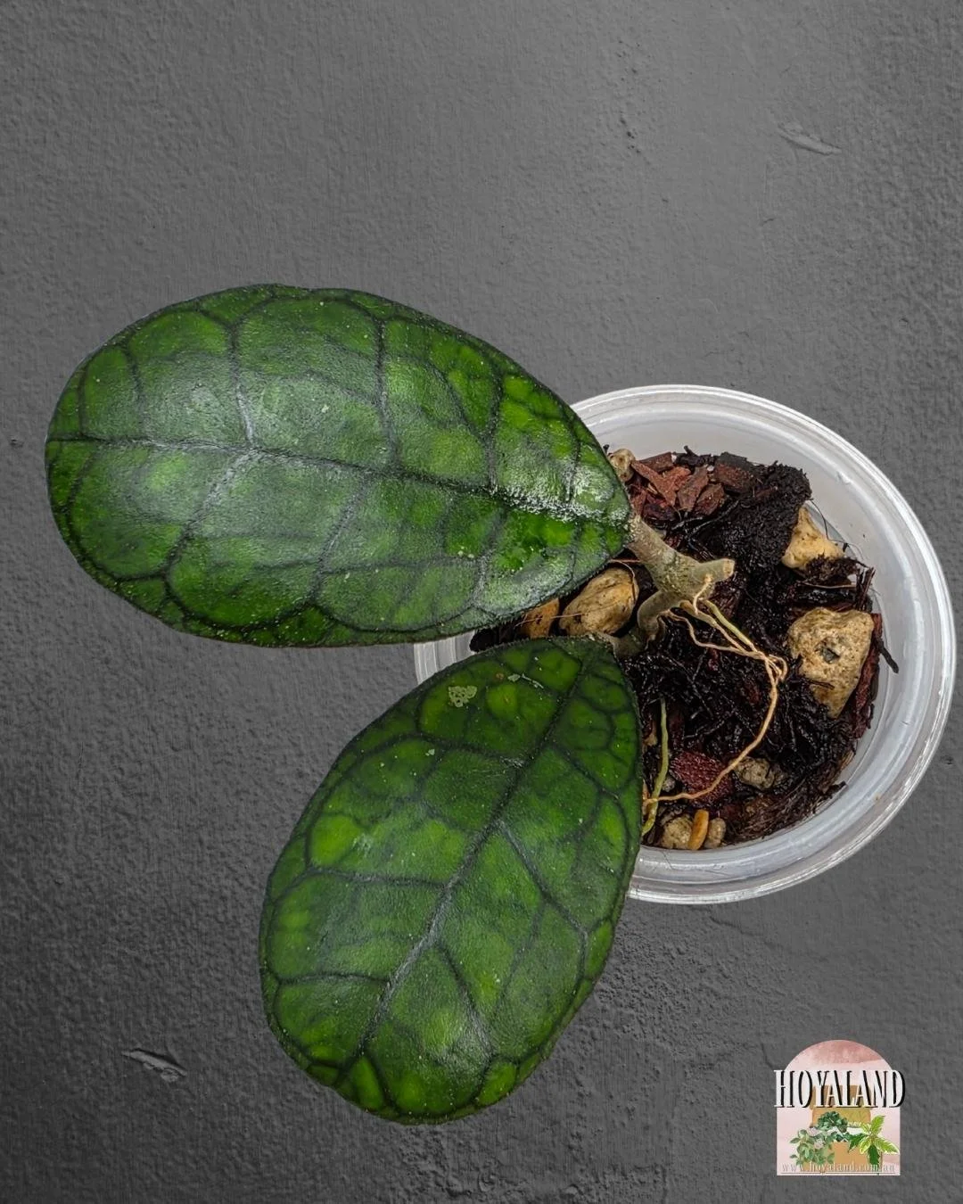 Hoya finlaysonii ah 021 (12).jpg