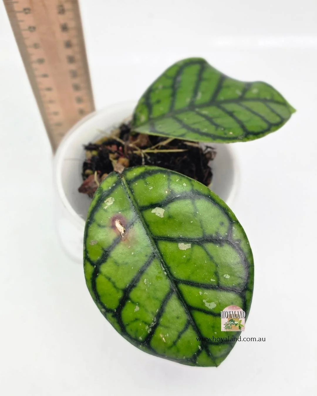 🍂 Hoya callistophylla Chibi Clone
