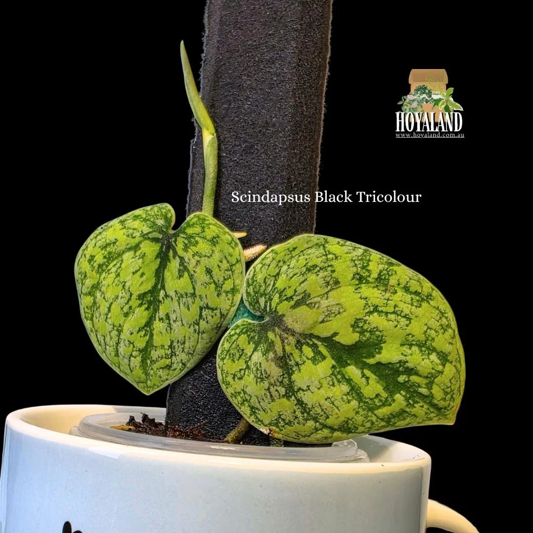 Scindapsus Tricolour (3).jpg