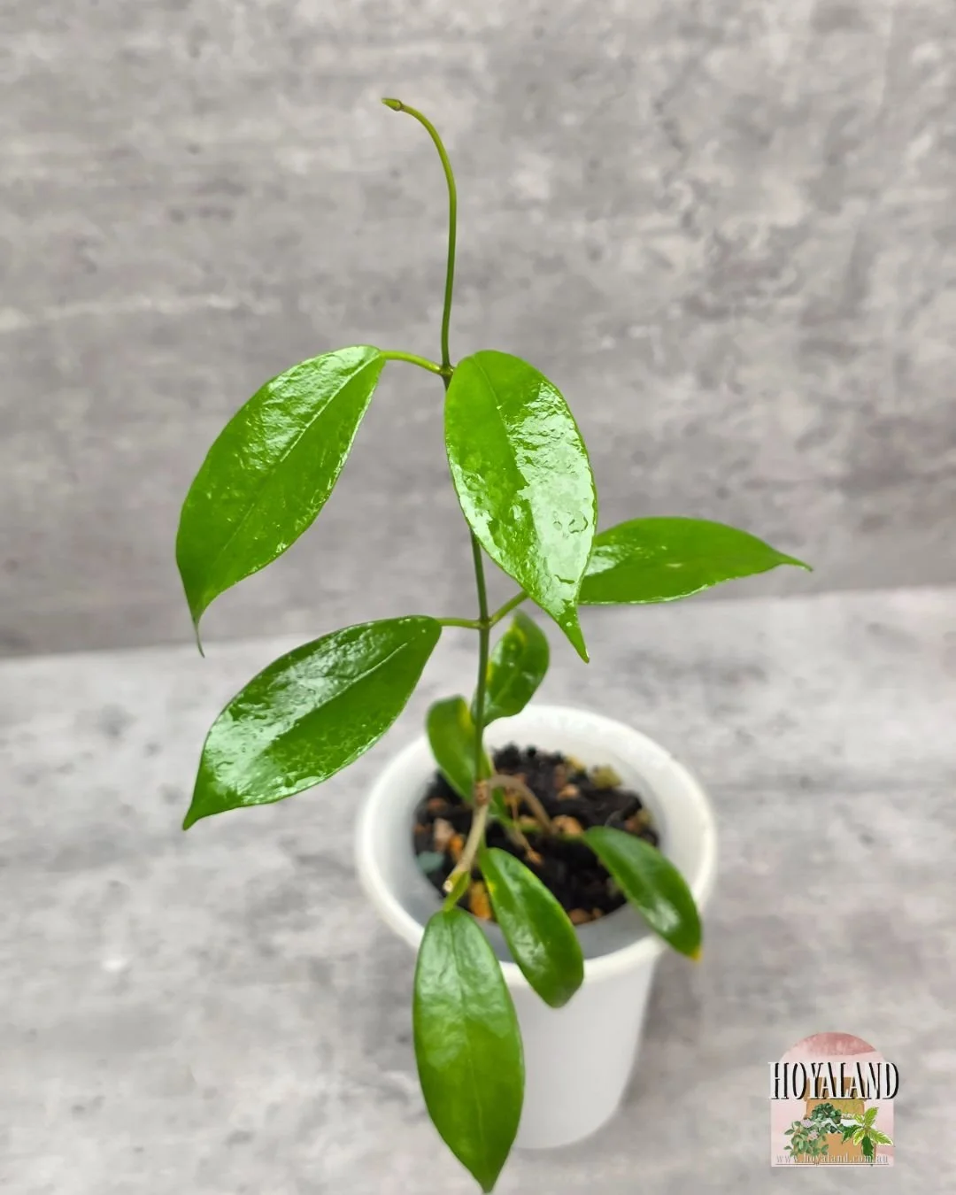 Hoya desveouxensis (3).jpg