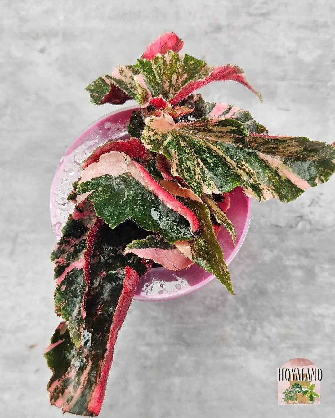 Begonia ginny galaxy (2).jpg