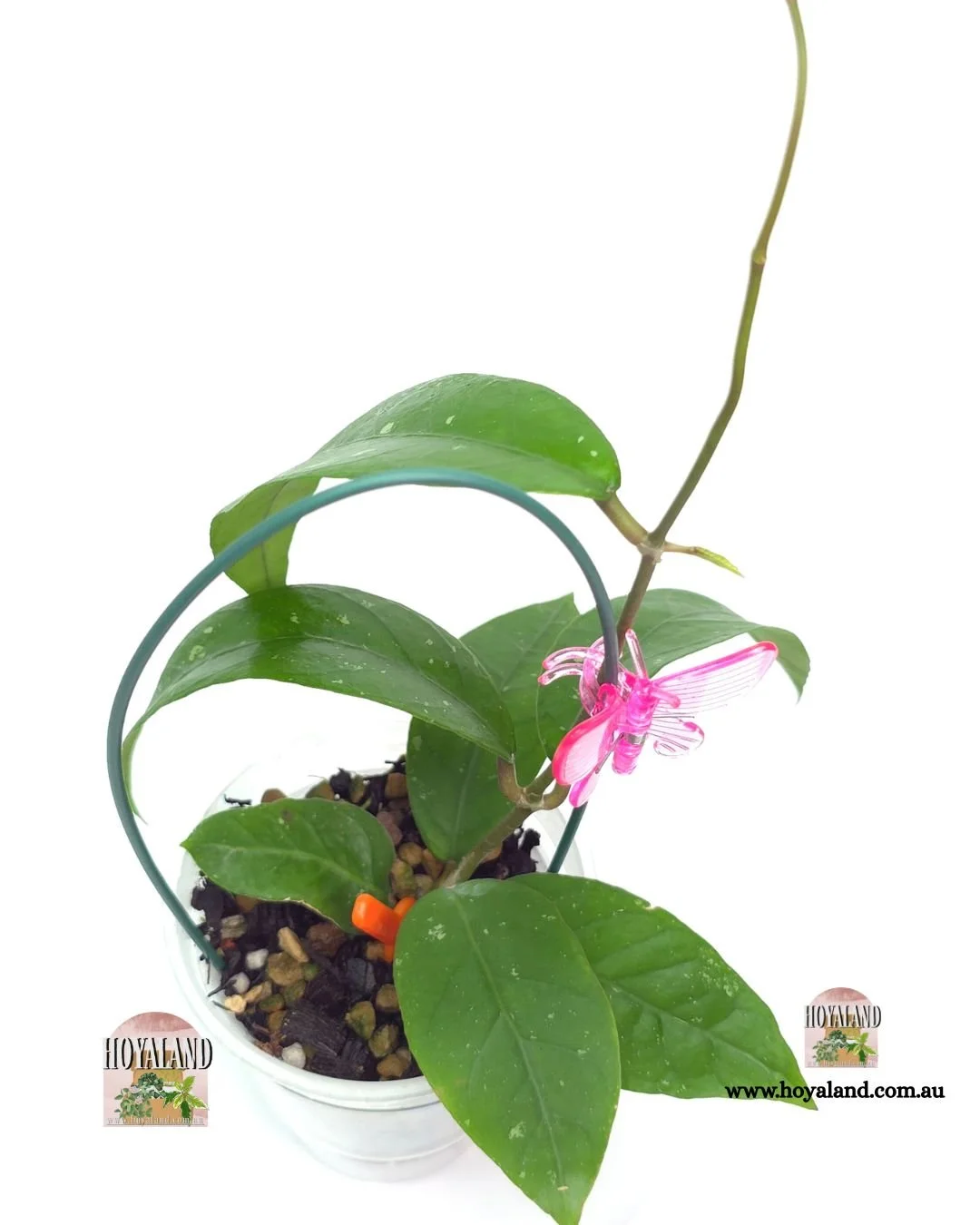 Hoya aceh clone c (2).jpg
