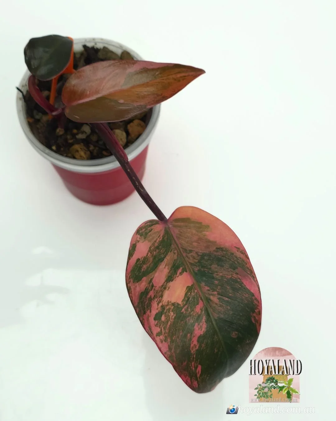 Philodendron fire princess (6).jpg