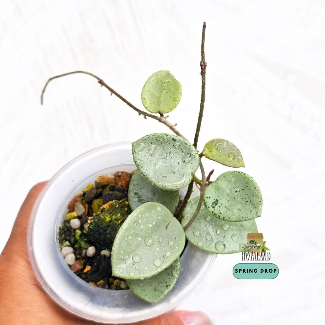 Hoya mathilde silver indo.jpg