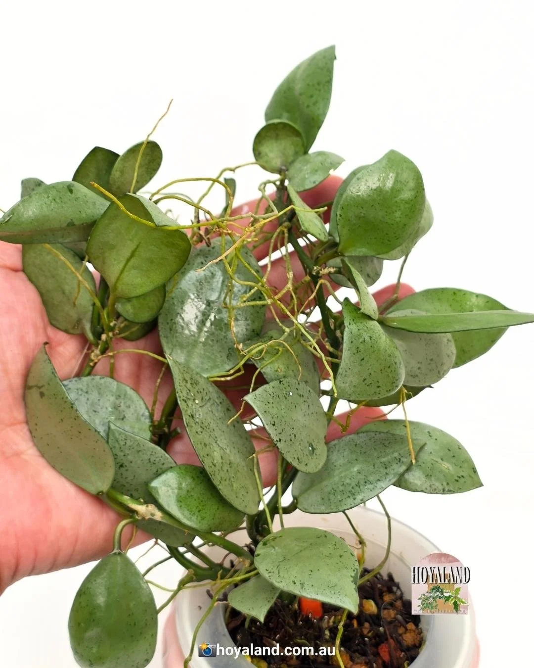 🌞 Hoya LACUNOSA SILVER MINT COIN 🩷