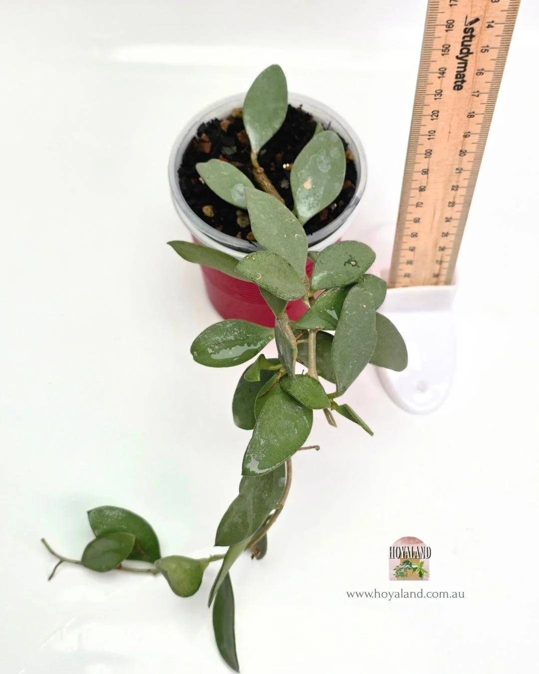 Hoya nummularioides (3).jpg