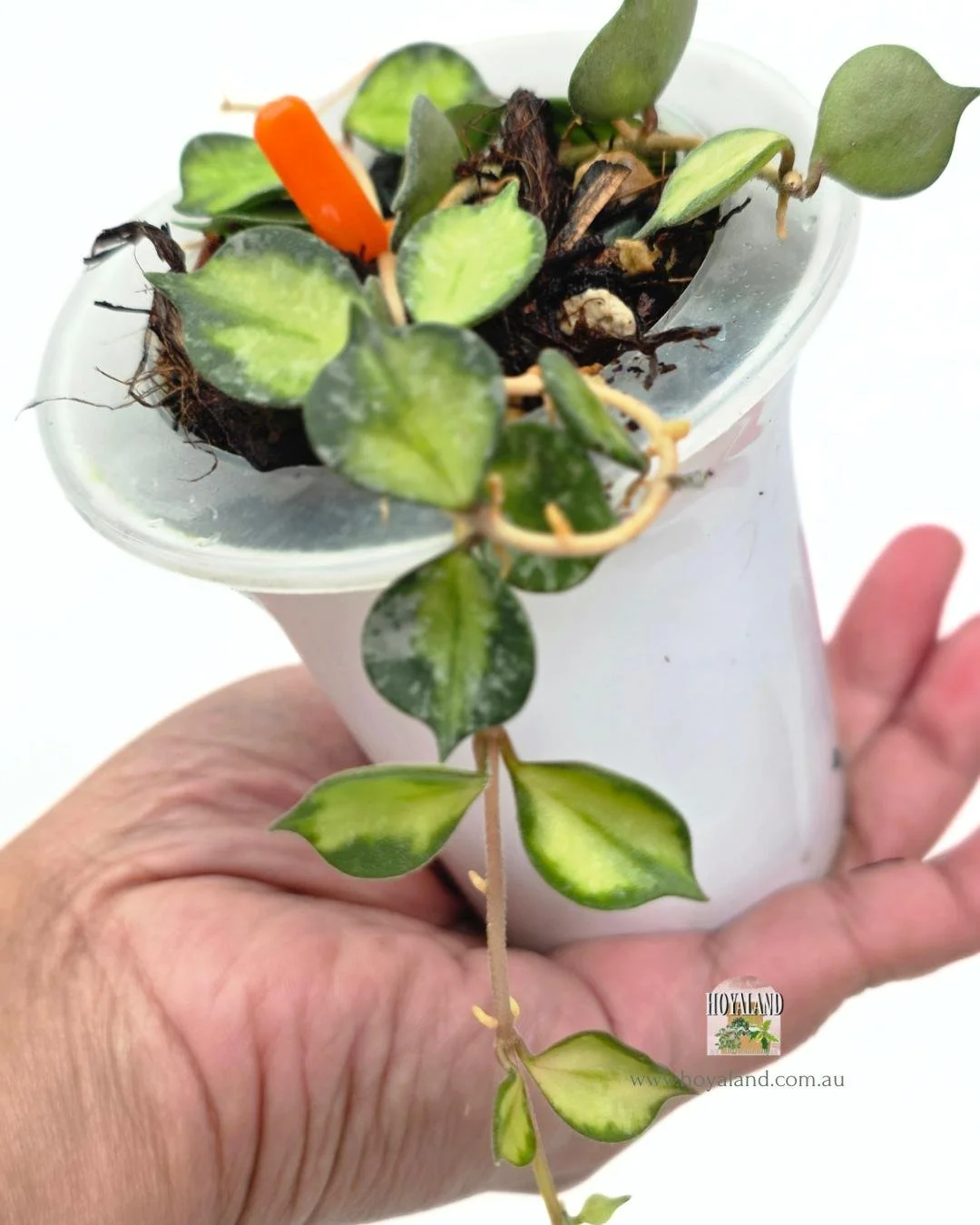 Hoya curtisii variegata.jpg