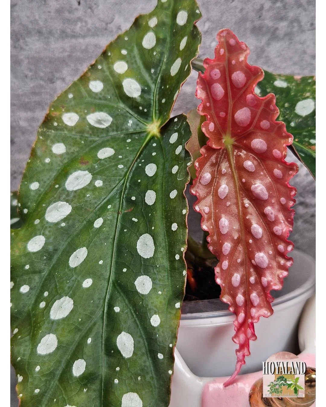 Begonia maculata wightii var (3).jpg