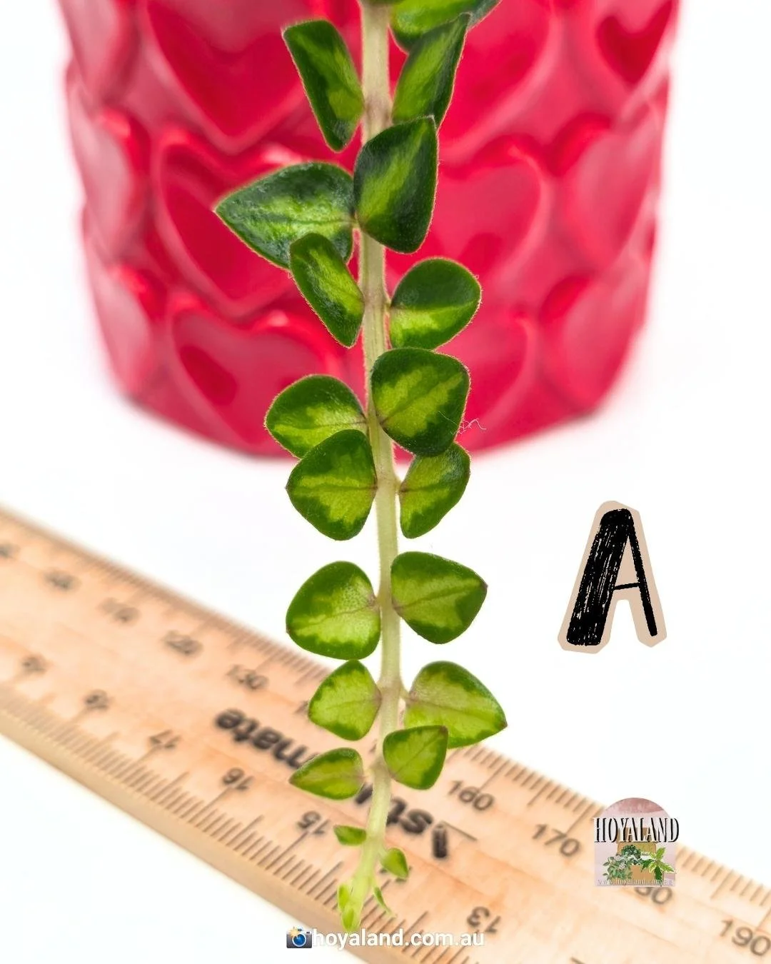 Hoya chinghungensis variegata A (2).jpg