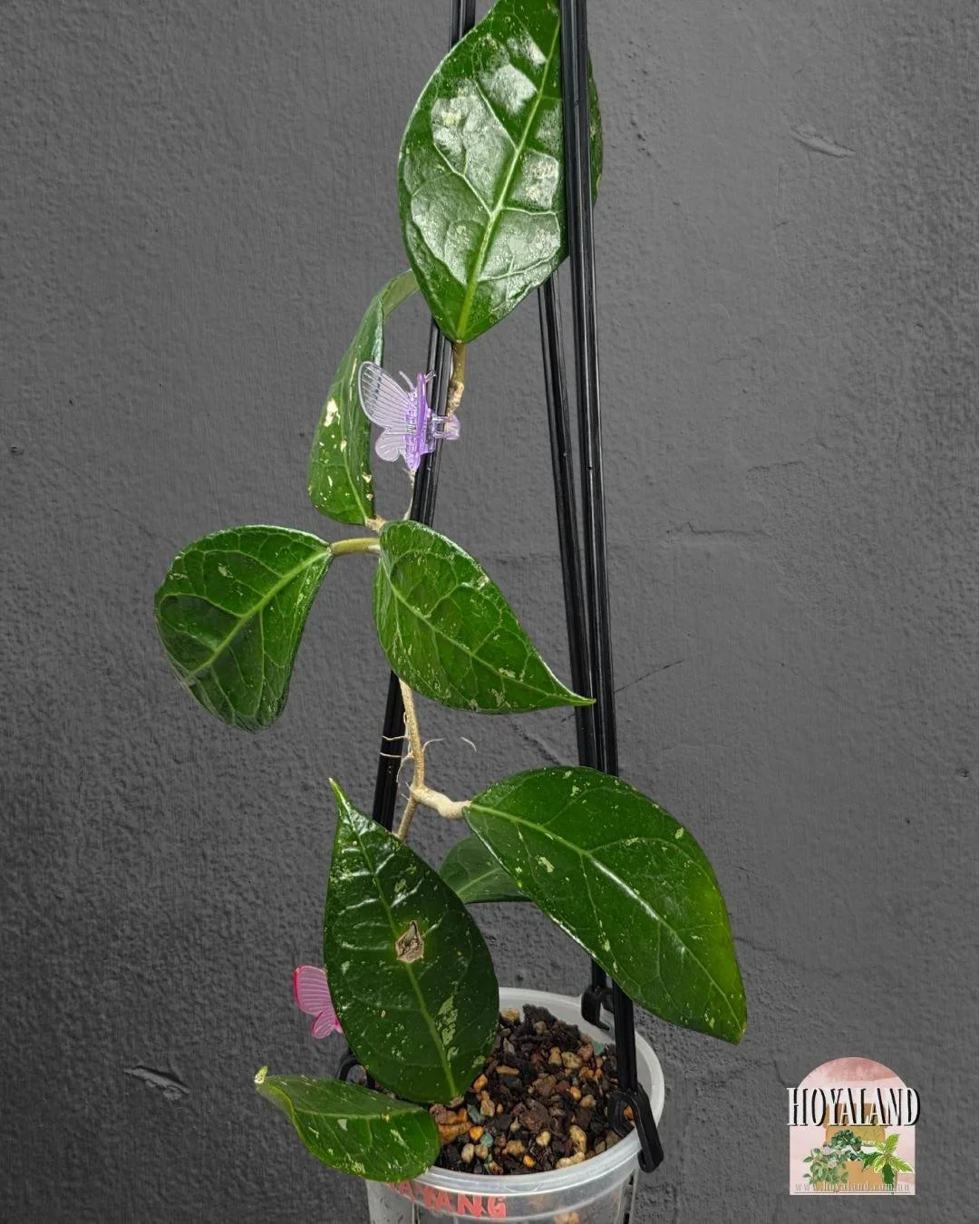 Hoya verticillat sp Wayang.jpg