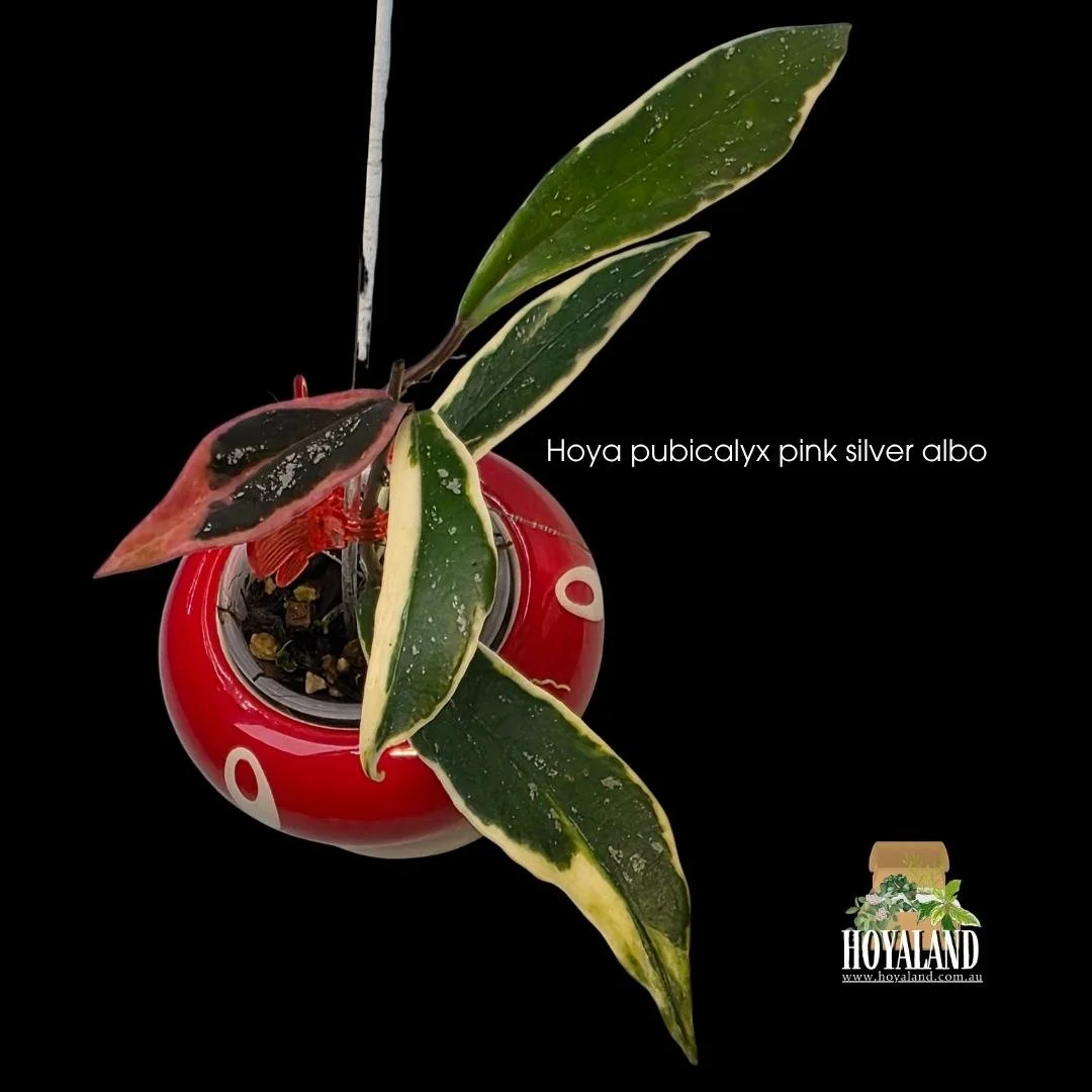 ⛄ Hoya pubicalyx Pink Silver Albo | Rare Albomarginata Variegation A