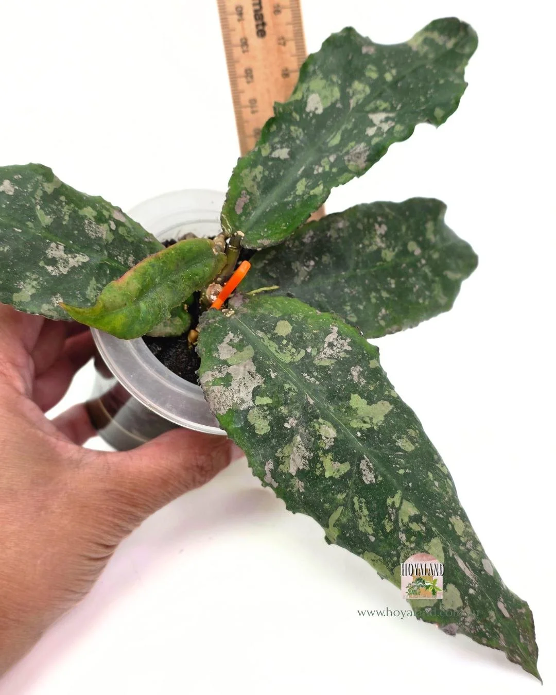 Hoya undulata (5).jpg