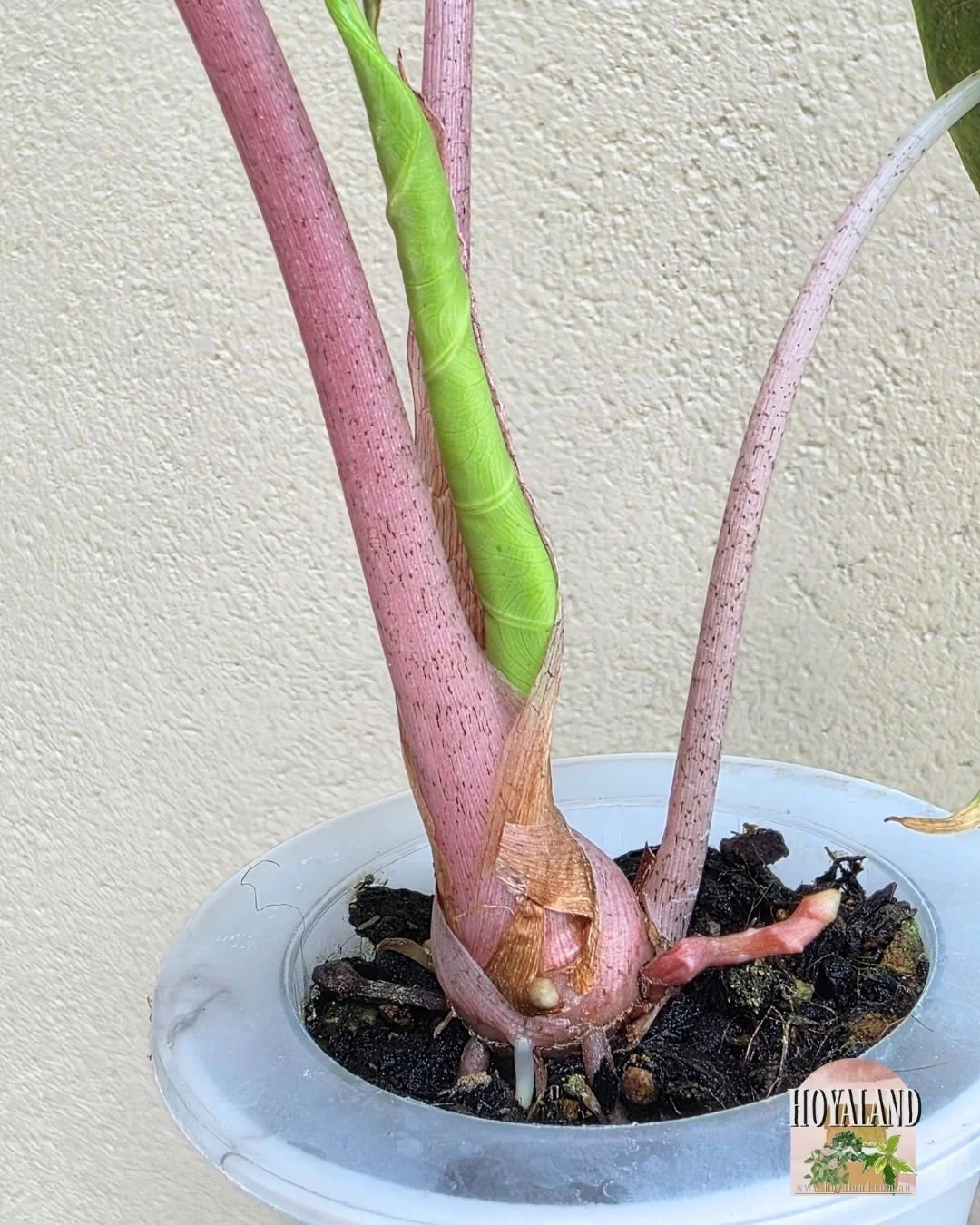 Alocasia nairobi nights aurea (4).jpg