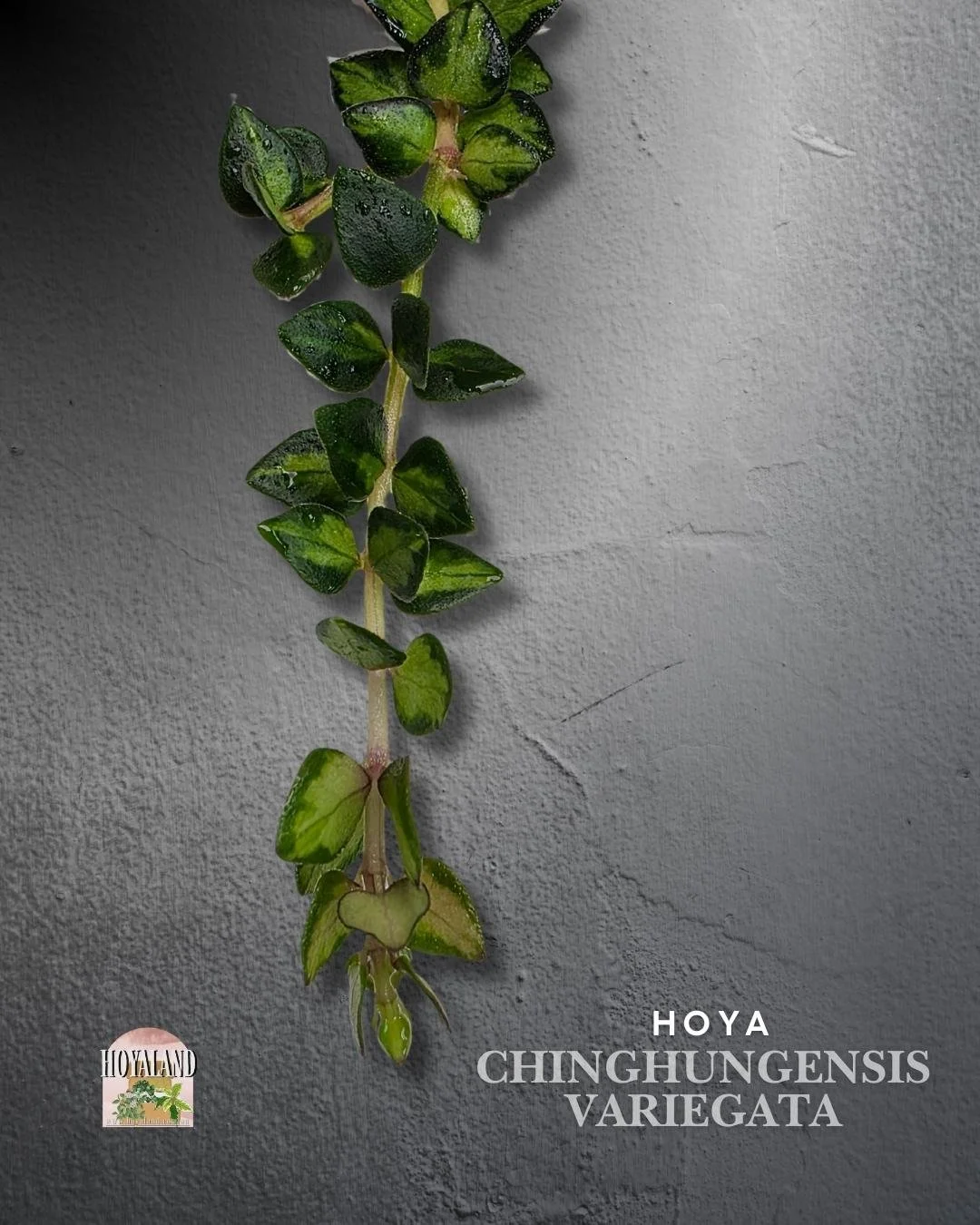 Hoya chinghungensis variegata (2).jpg