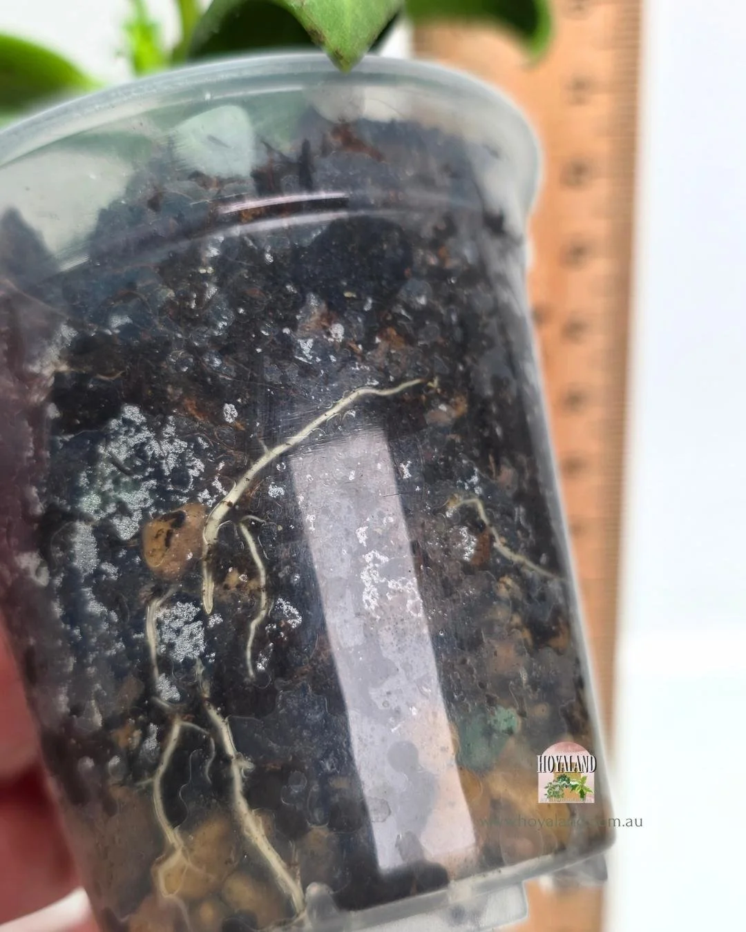 Hoya subquintuplinervis (5).jpg