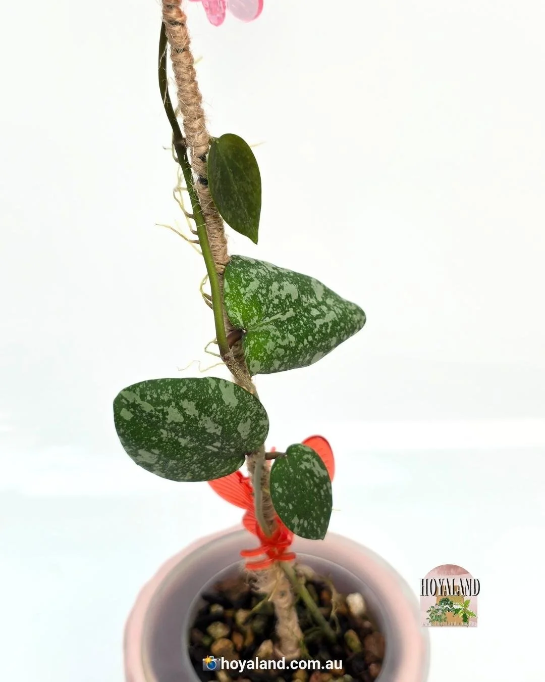 Hoya cinnamomifolia x imbricata (7).jpg