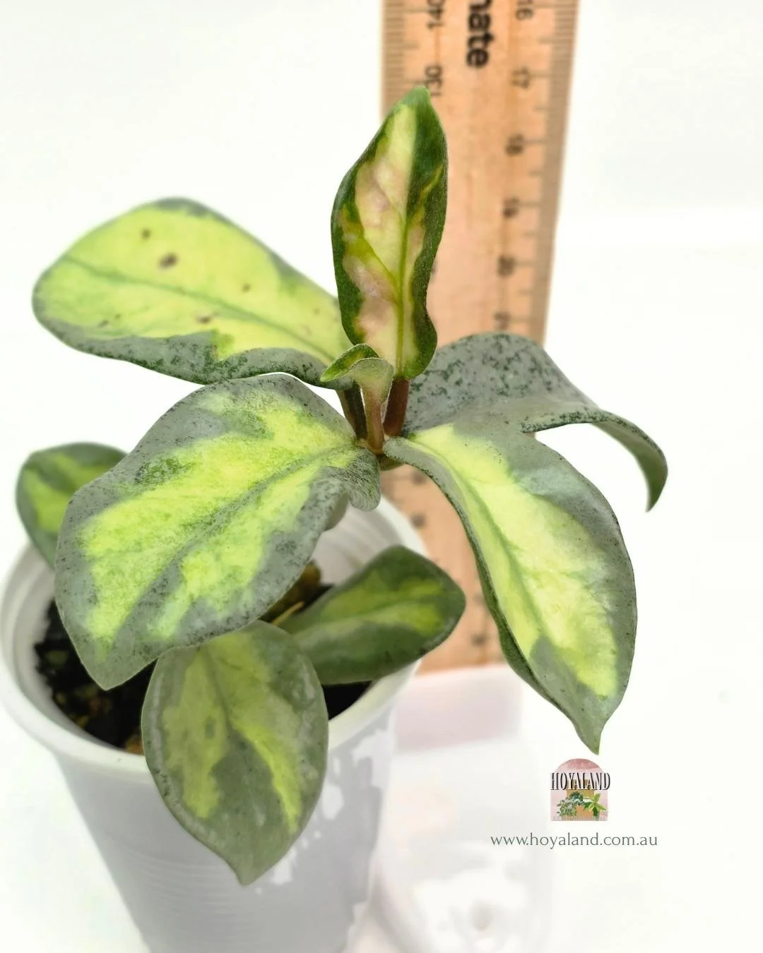 Hoya carnosa argentea princess (4).jpg