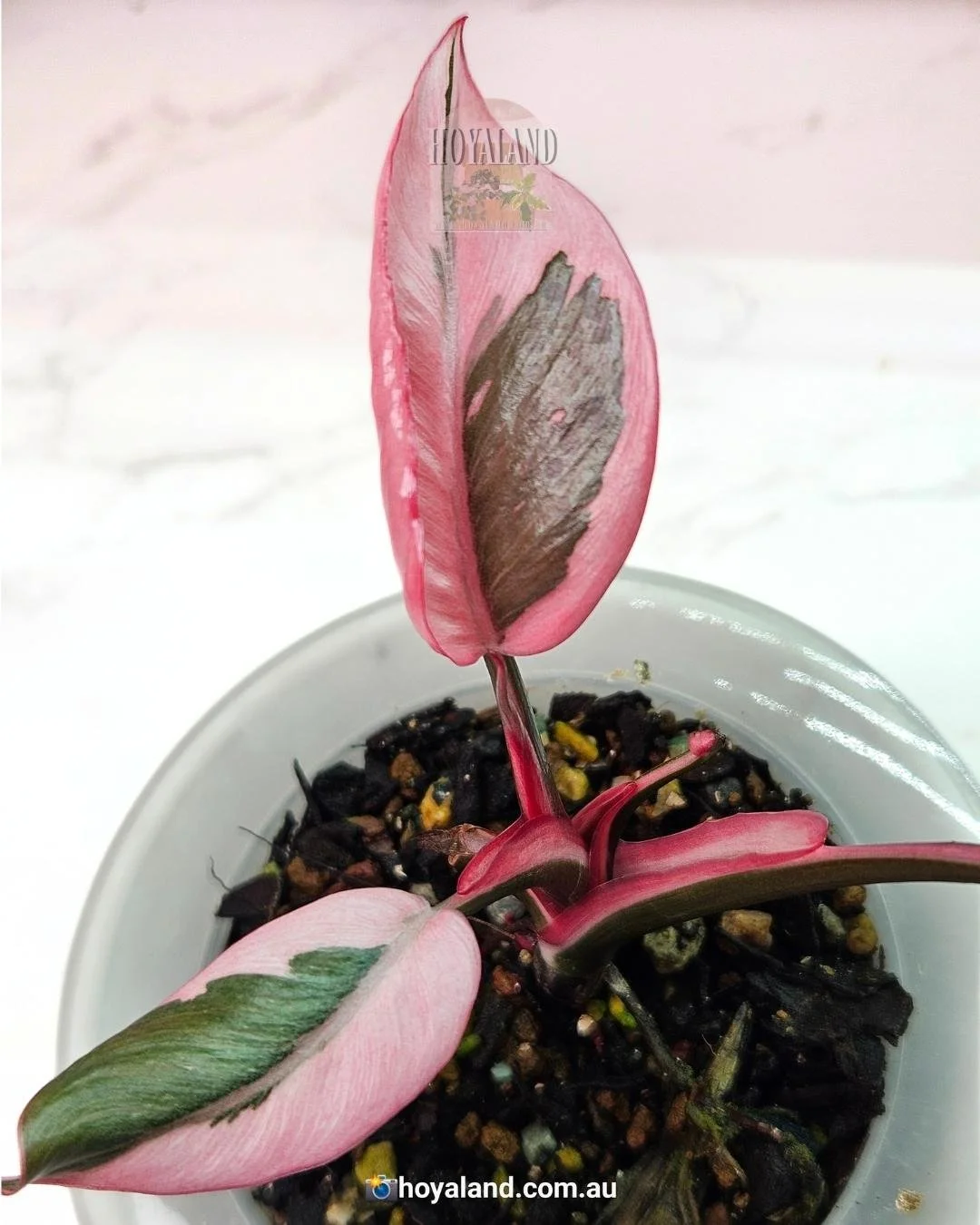 Philodendron pink princess mutation (1).jpg