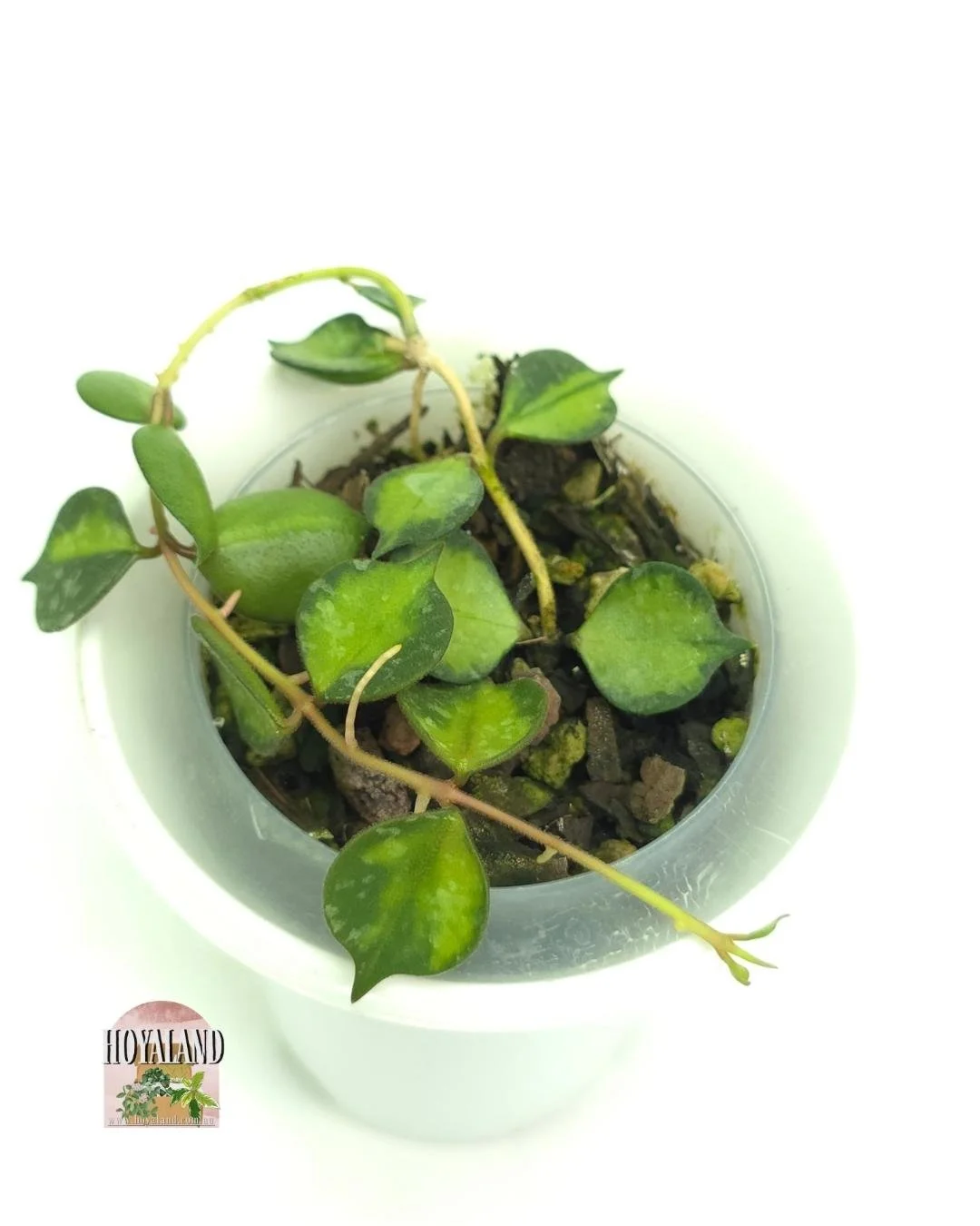 Hoya curtisii variegata (4).jpg