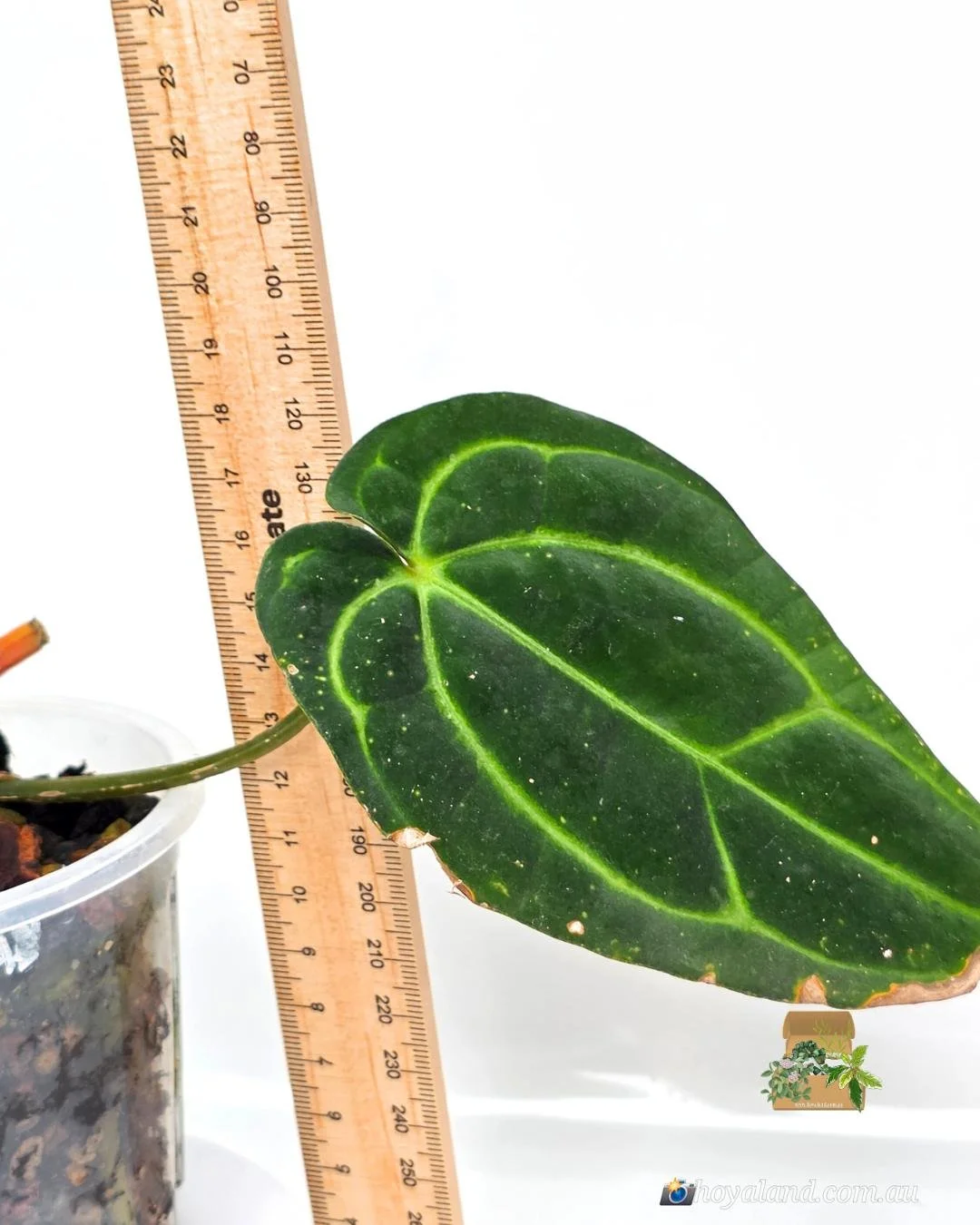 Anthurium Carlablackiea (9).jpg