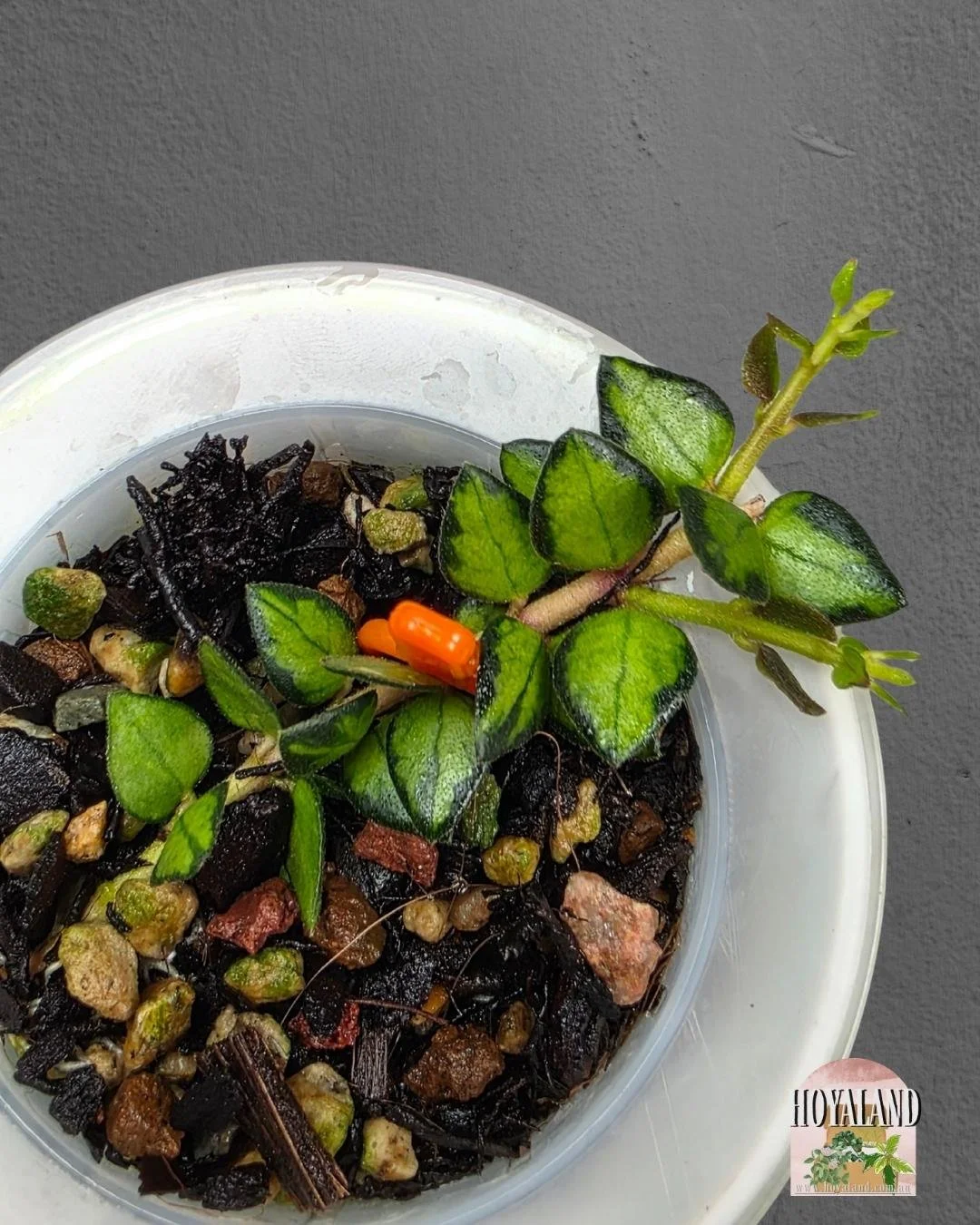 Hoya chinghungensis variegata. SMALLjpg (4).jpg