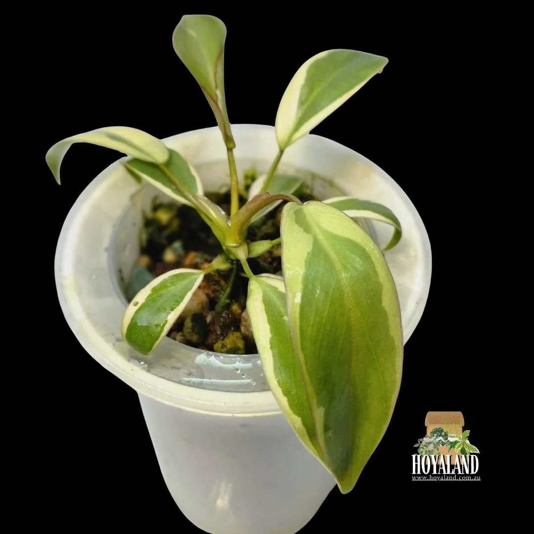 ⛄   Philodendron Atabapoense Variegated