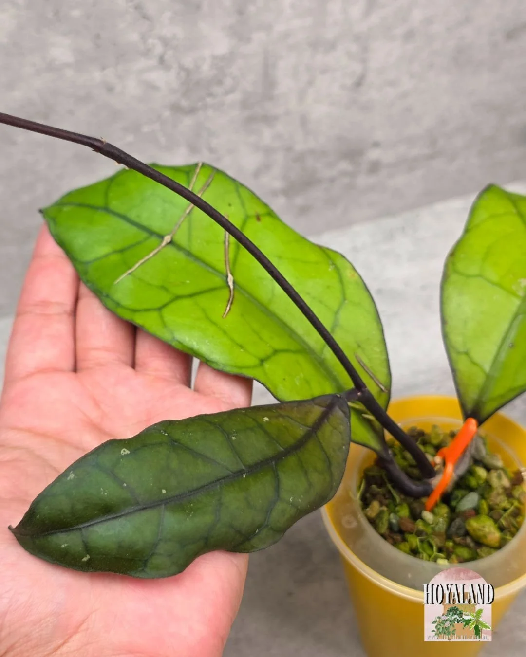 🌞 NEW Hoya finlaysonii sp Tabalong Rare 🎄