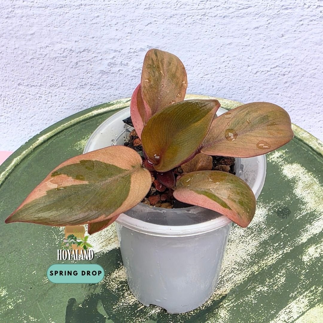 Established Philodendron Black Cardinal Variegata side pup showing deep burgundy-black leaves with high-contrast peach, cream, and pink variegation