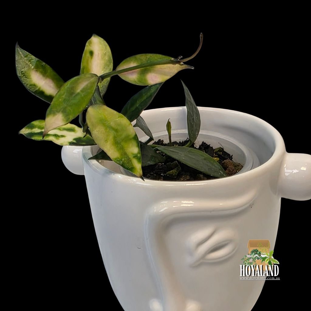 Hoya lacunosa cianjur.jpg