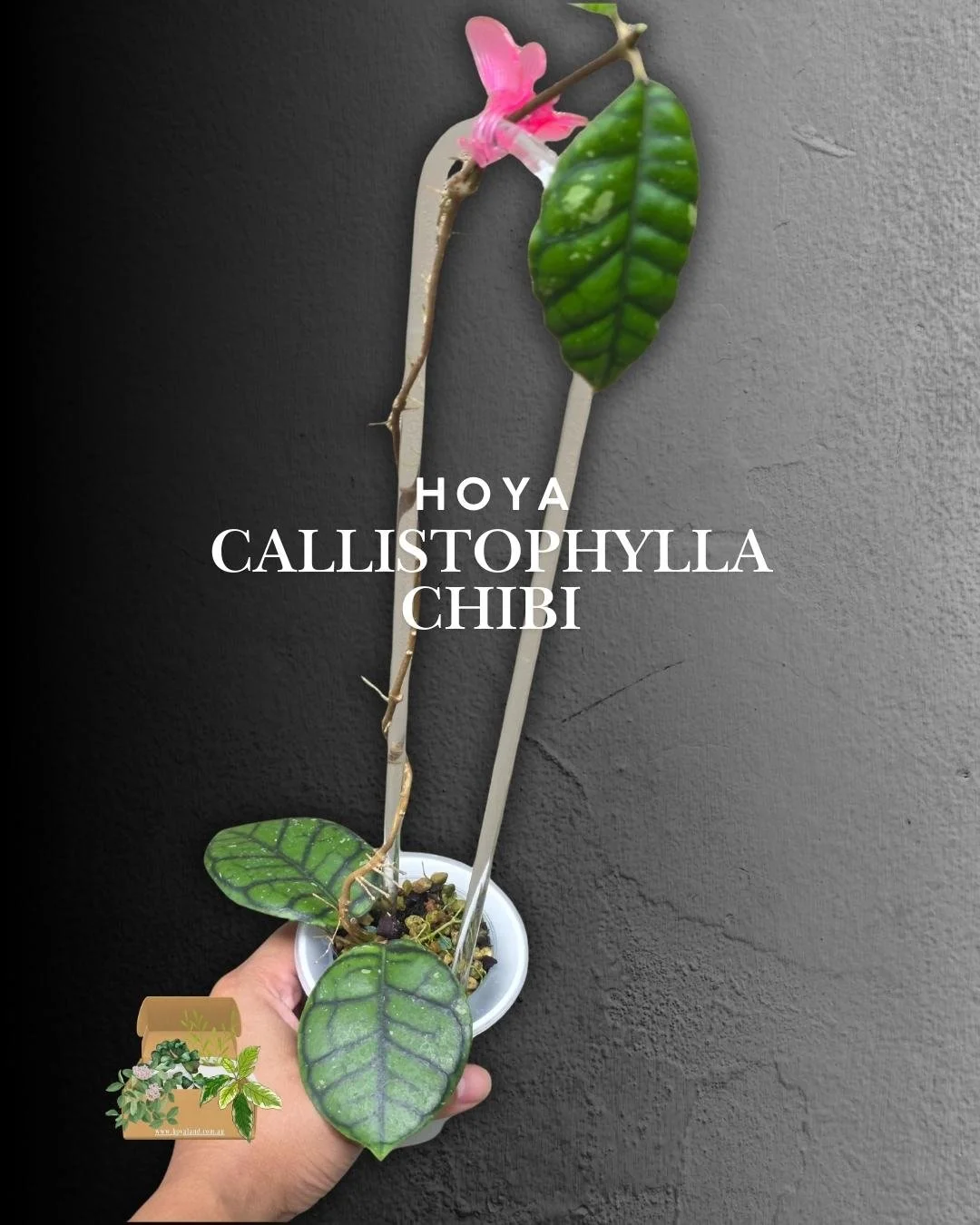 🌞 Hoya callistophylla Chibi | The Real Chibi Clone | Rare A 🎇
