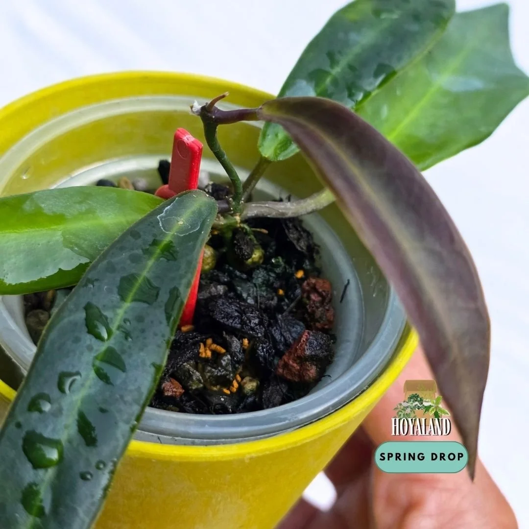 Established rare Hoya pulchra narrow leaf form showing velvety fuzzy foliage and active growth