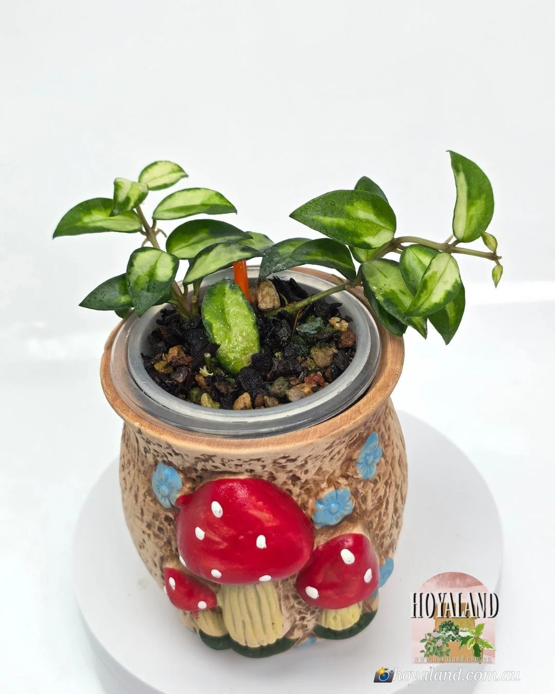 Hoya lacunosa Bruno.jpg