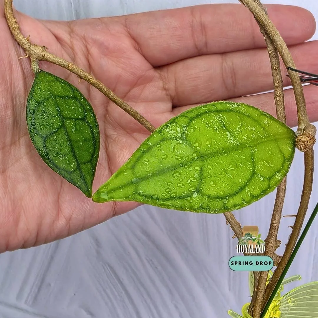 Hoya finlaysonii ripple leaf (4).jpg