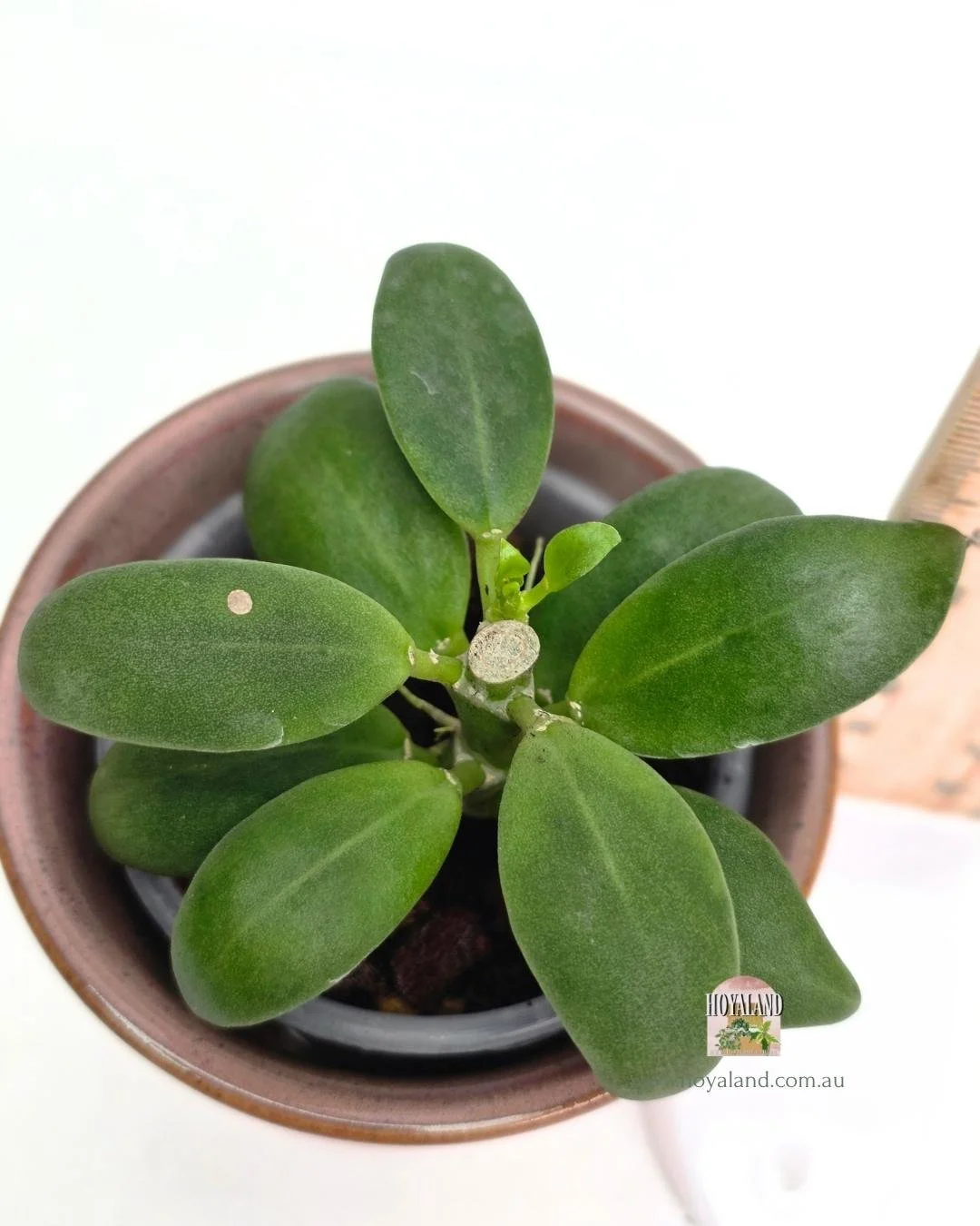 🍂 Small leaf Hoya subquintuplinervis