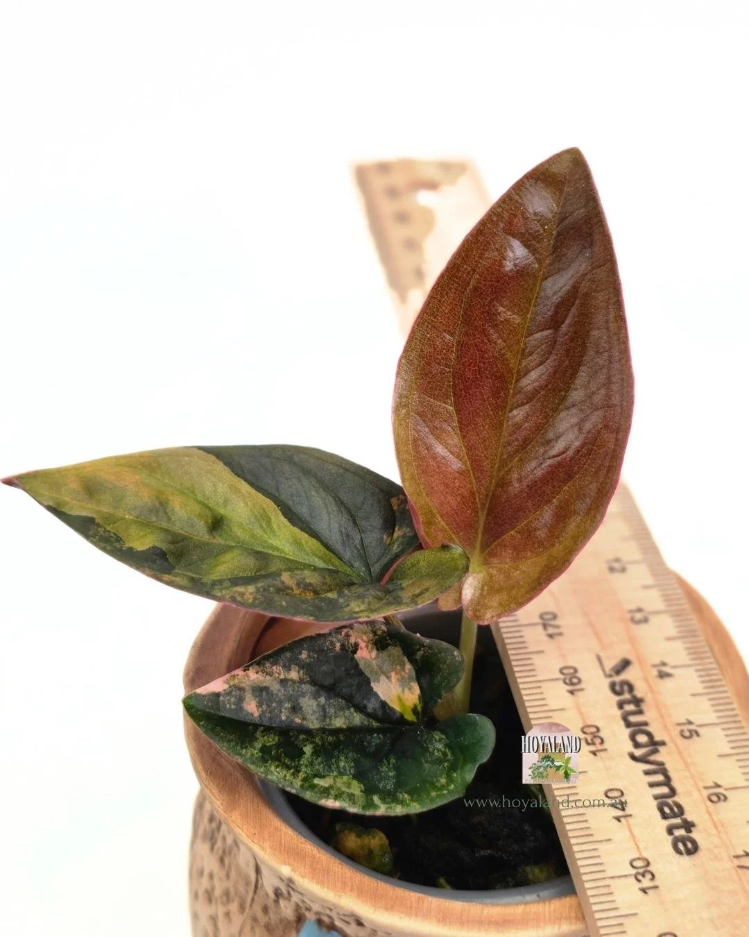 Syngonium red arrow variegata (3).jpg