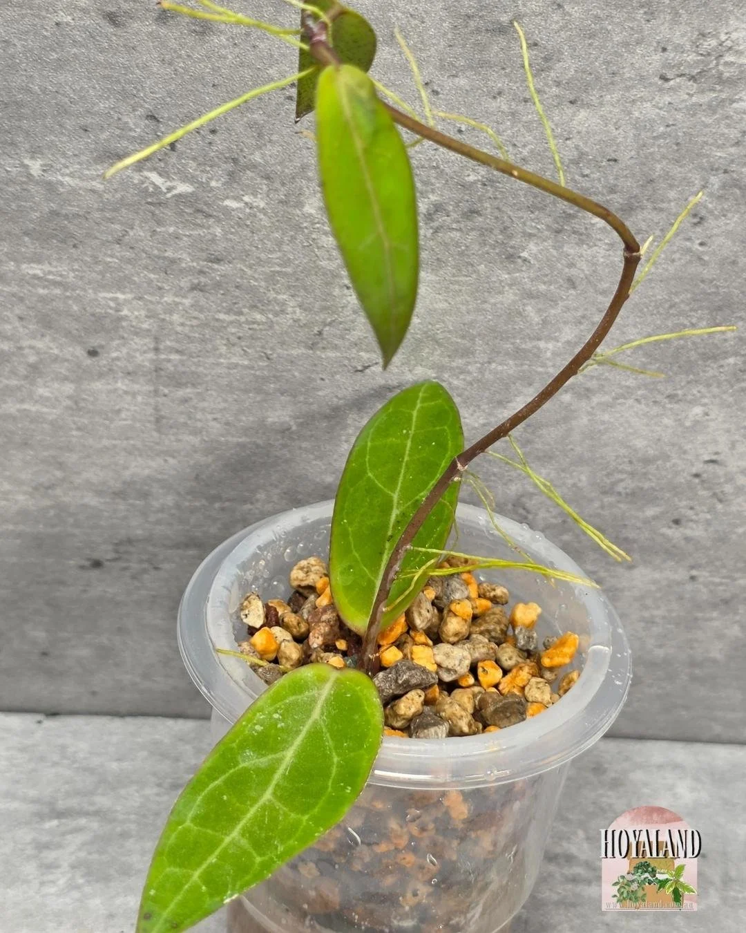 Hoya Love Affair A (3).jpg