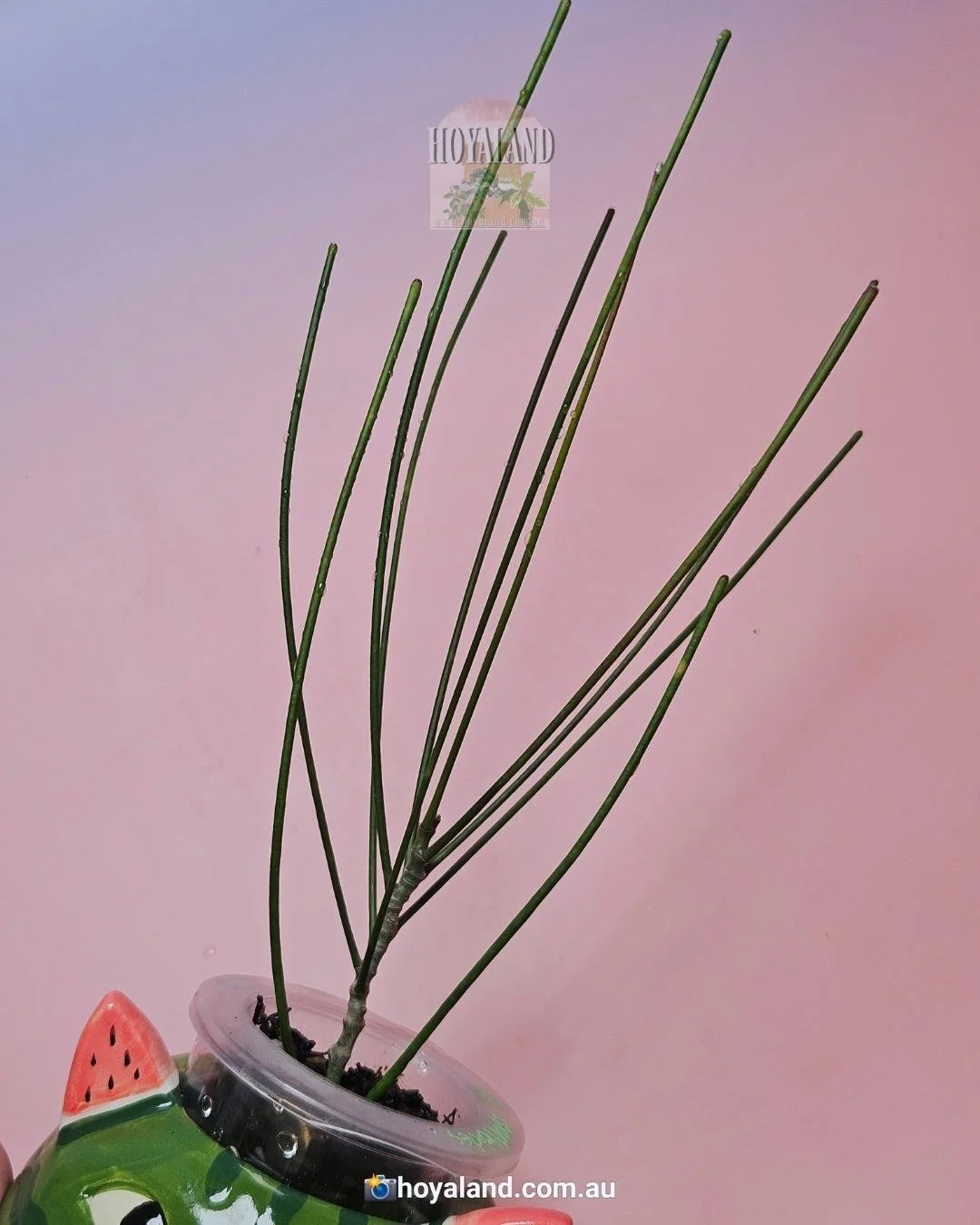Hoya biruensis | Single Bloom Hoya | Formerly aff. spartioides 🍃