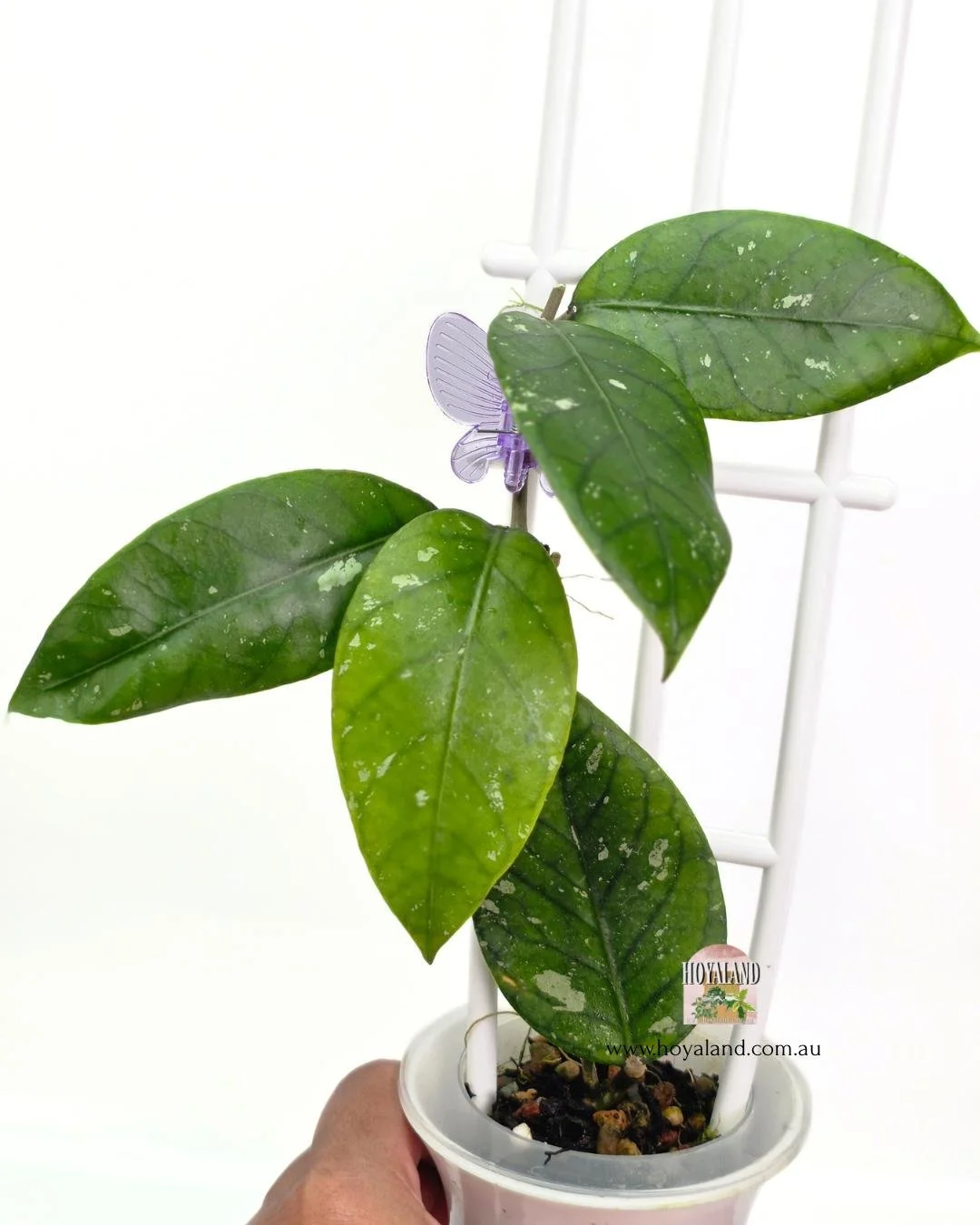 Hoya aceh 4.jpg