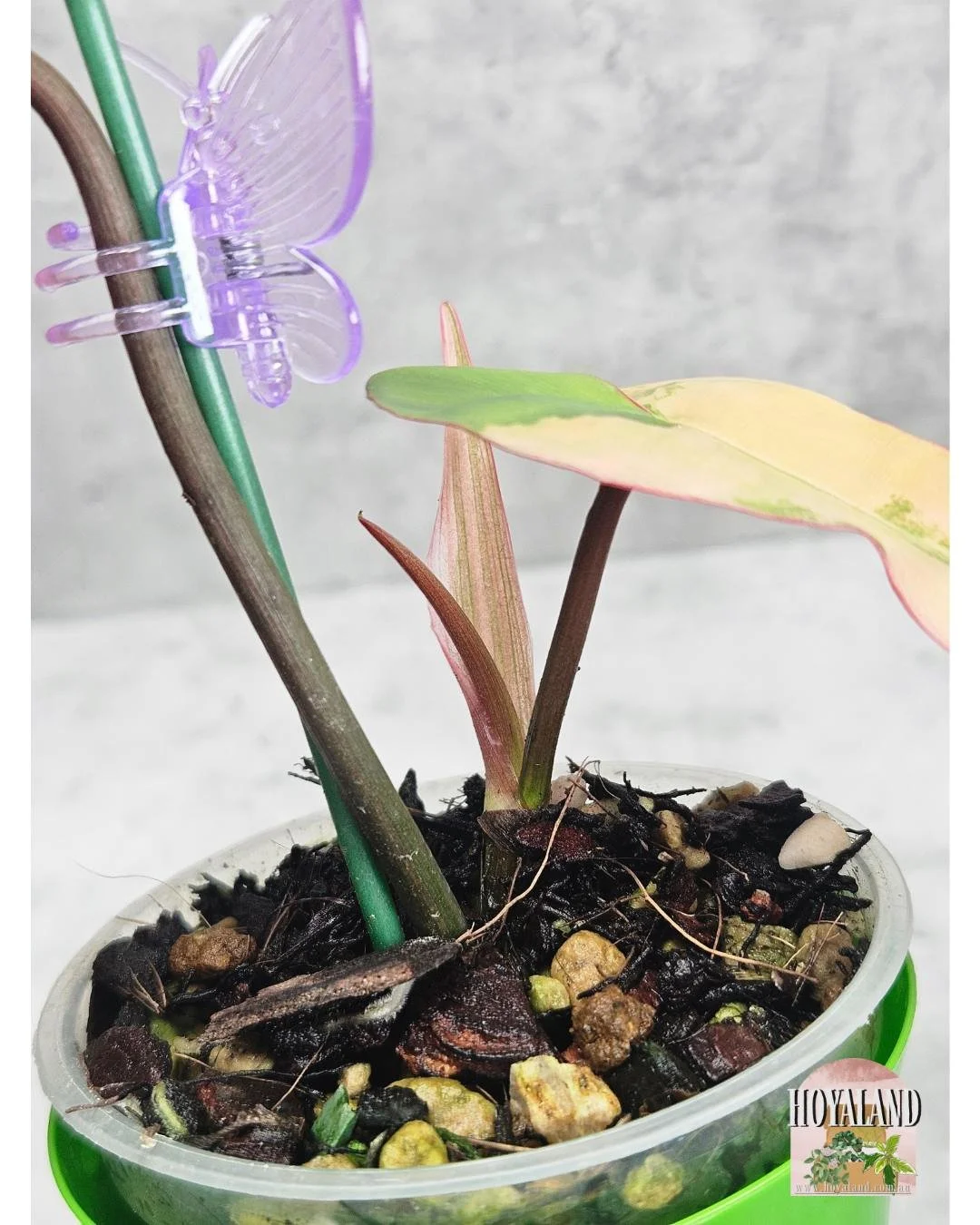 Philodendron Brown Beauty (5).jpg