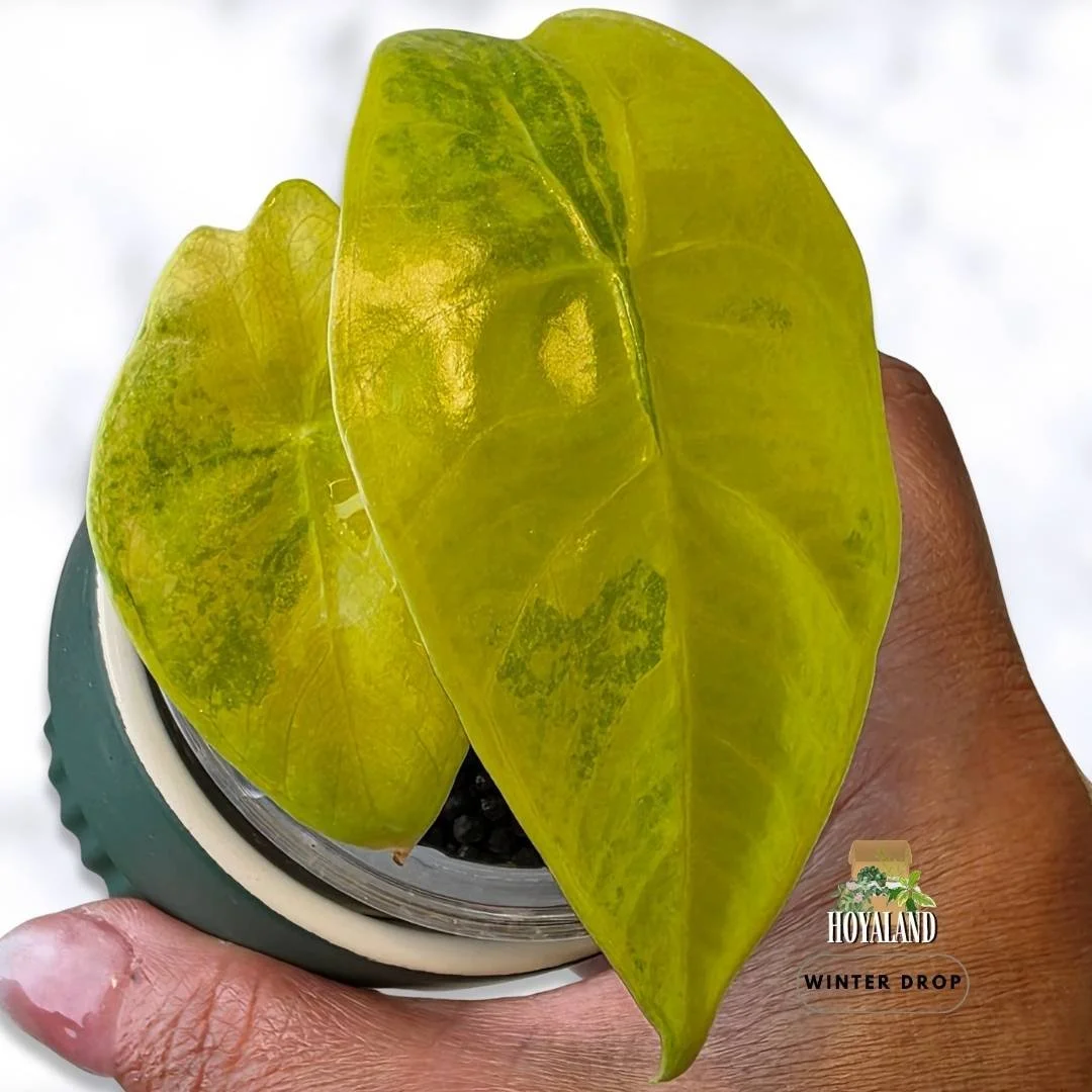 Established Alocasia Golden Lemon grown from corm displaying vibrant yellow and lime variegated foliage
