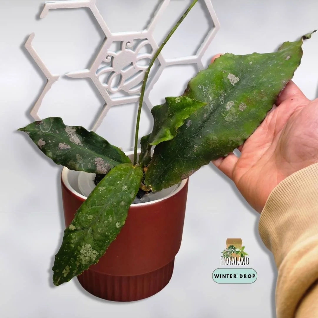 Hoya undulata | Prehistoric Splashy Collector Hoya | Small