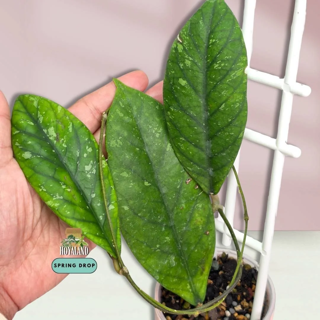 Hoya meredithii (Aceh Form – High-Contrast Vein Clone)