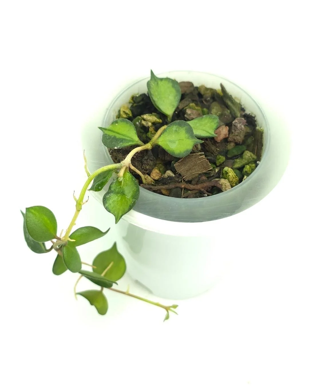 Hoya curtisii variegata (5).jpg