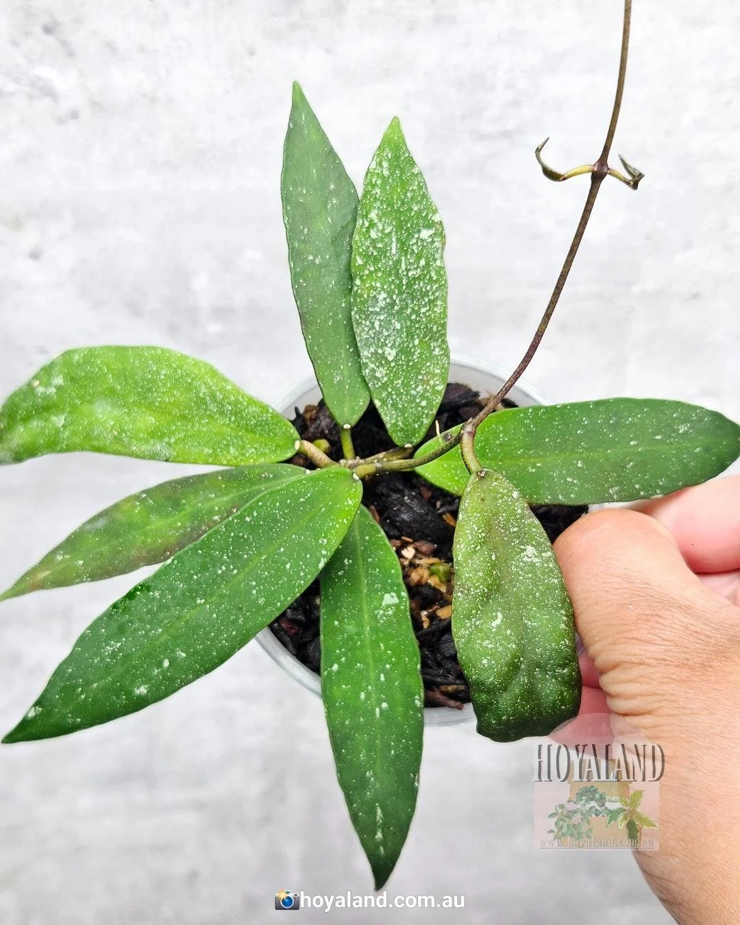 Hoya scortechinii ut 001 (2).jpg