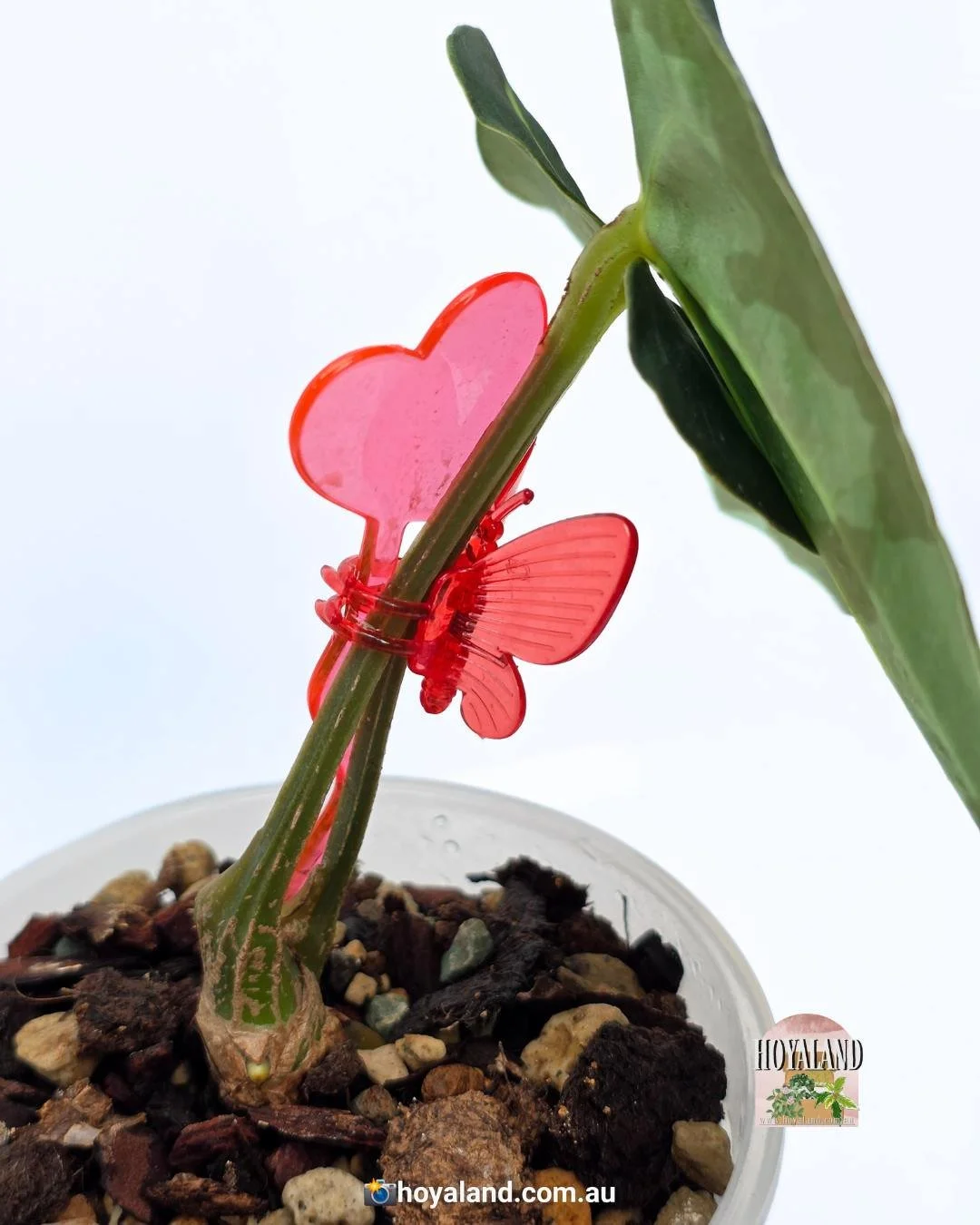 Anthurium Carlablackiae (5).jpg