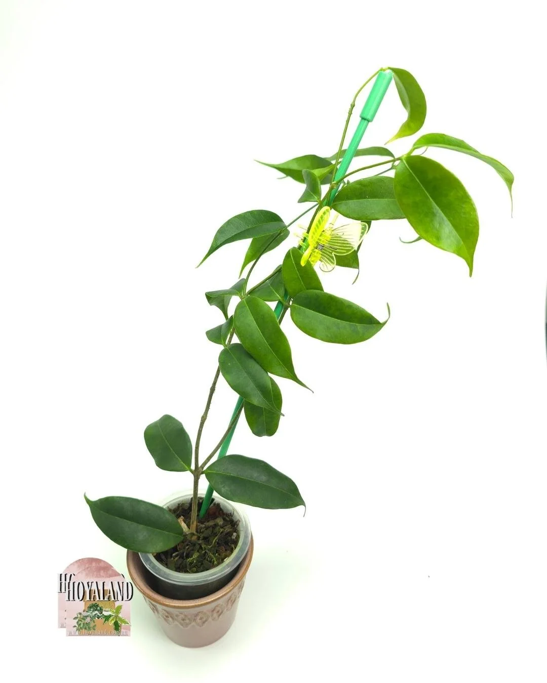 Hoya medusa large (3).jpg