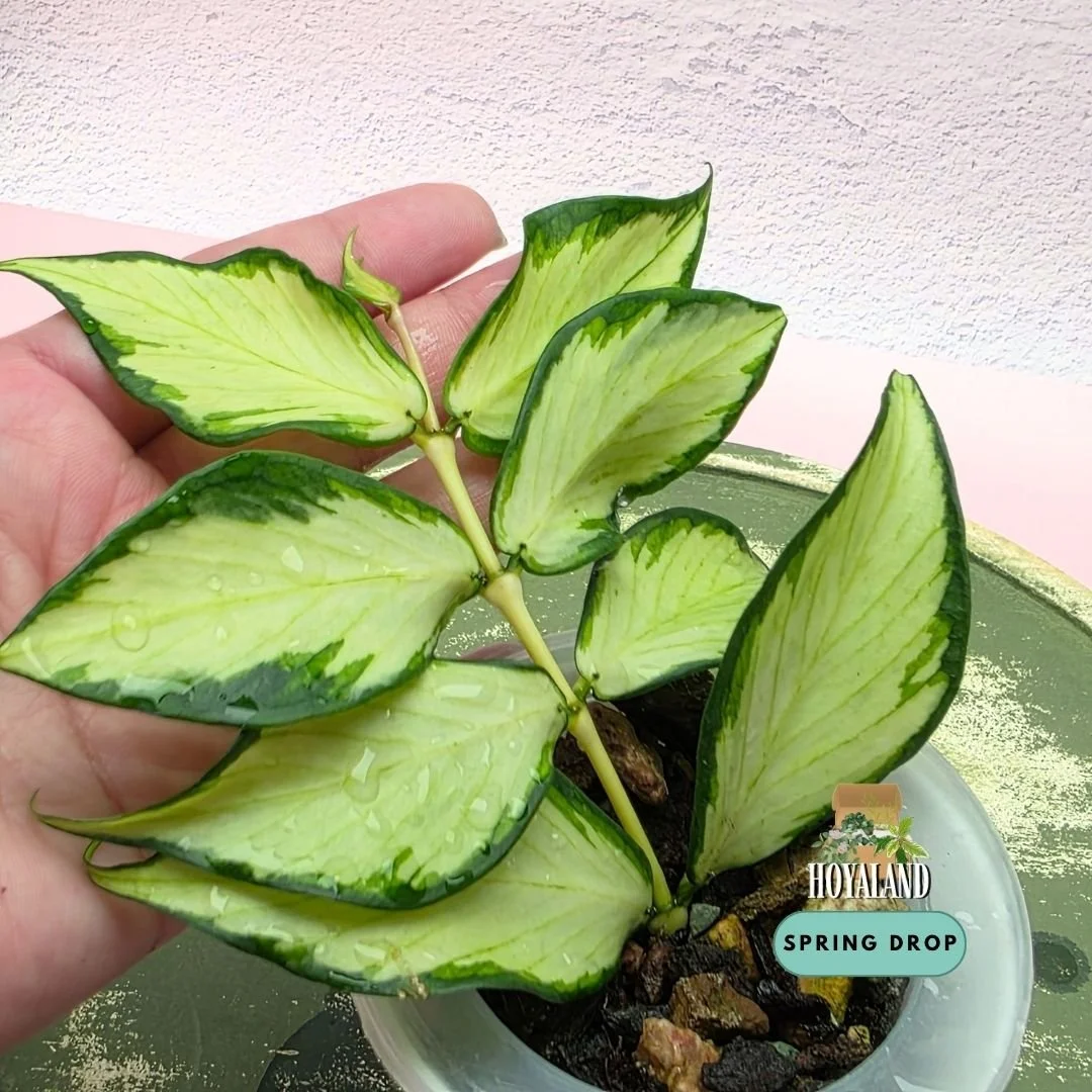 Hoya polyneura variegata | Inner Variegated Cool-Growing Fishtail Hoya - Small