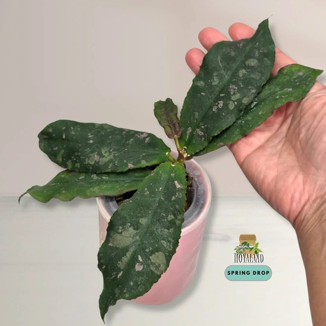 Hoya undulata | Prehistoric Splashy Collector Hoya