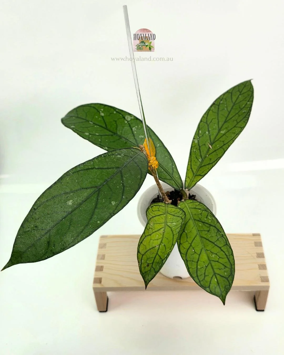 Hoya Tanggamus Narrow fORM (2).jpg